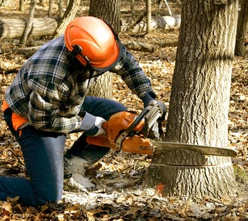 Tree Removal in Kingsbury, TX